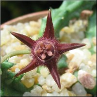 Duvalia corderoyi